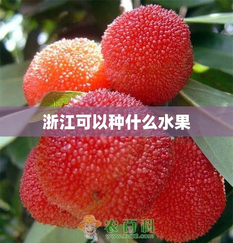 浙江可以种什么水果