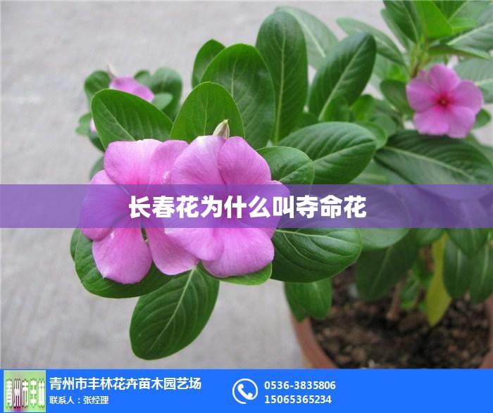 长春花为什么叫夺命花