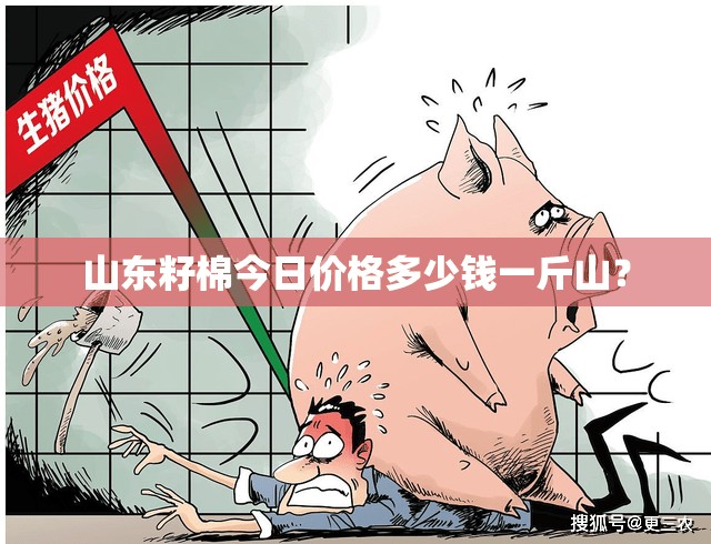 山东籽棉今日价格多少钱一斤山？