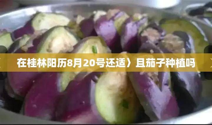 在桂林阳历8月20号还适〉且茄子种植吗
