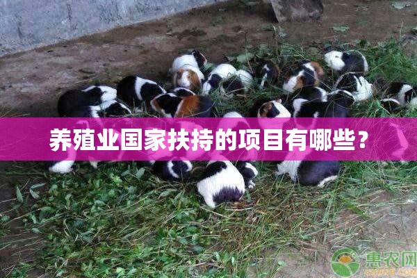 目前华为最新款手机是哪款？