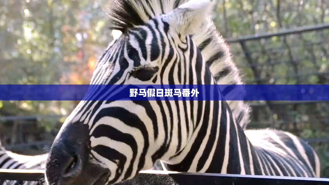 野马假日斑马番外