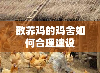 散养鸡的鸡舍如何合理建设 散养鸡的鸡舍如何合理建设
