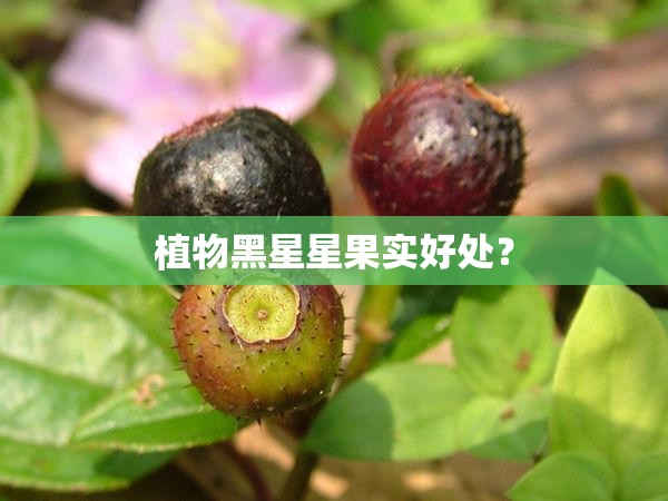 植物黑星星果实好处？